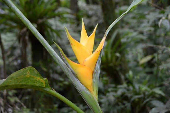 Discover El Yunque: Half-Day Rainforest Tour - Recommended for Whom