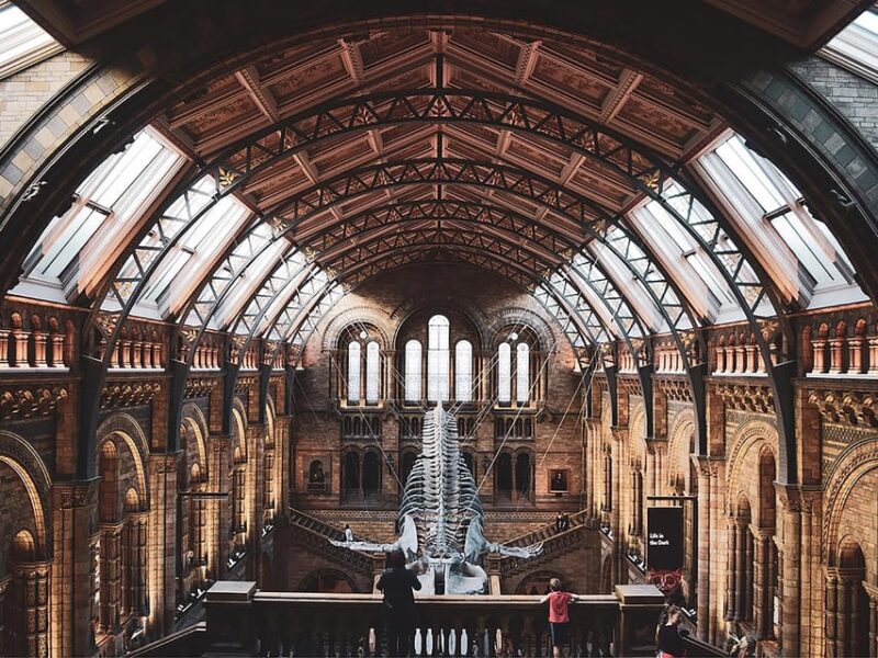 Discover Evolution at the Natural History Museum - Key Points