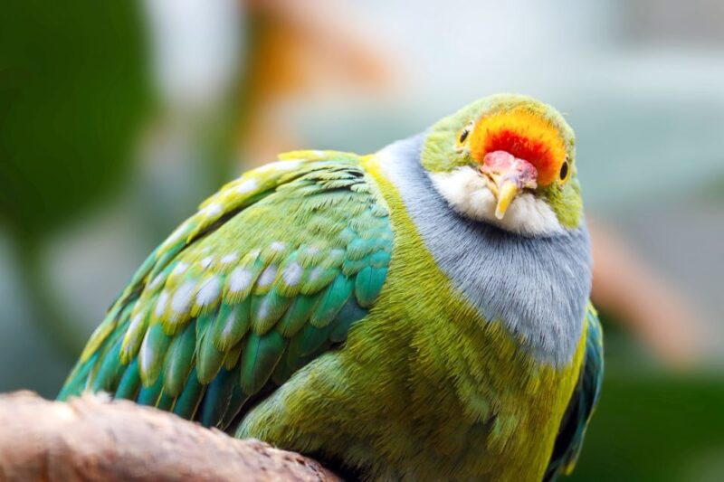 Discover Fijian Culture and Reptiles - Itinerary Highlights