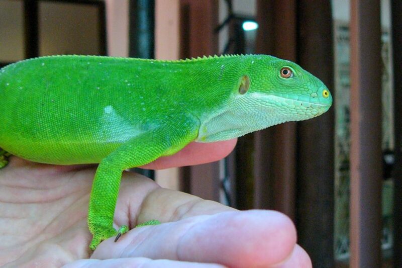 Discover Fijian Culture and Reptiles - Pickup and Drop-off Locations