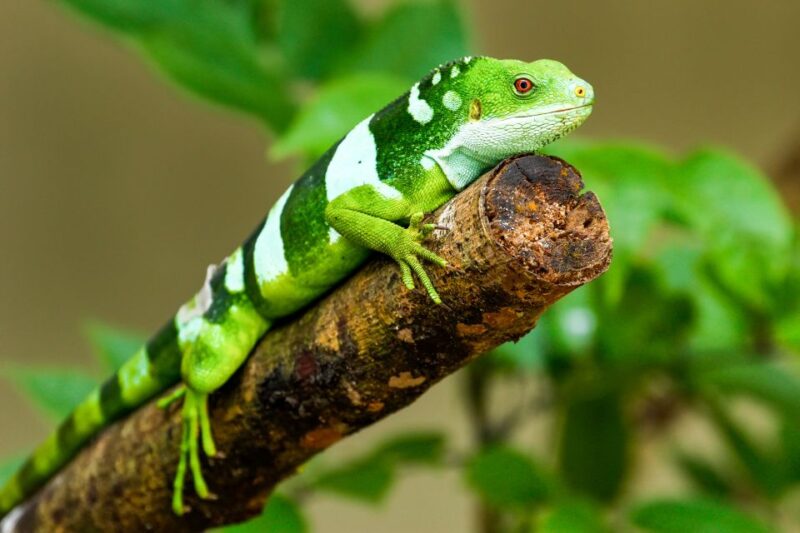 Discover Fijian Culture and Reptiles - Customer Experience and Recommendations