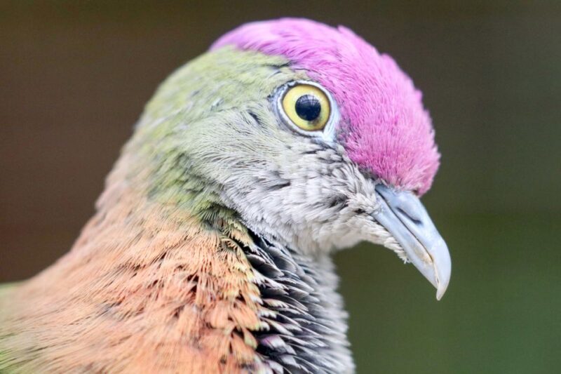 Discover Fijian Culture and Reptiles - Wildlife Viewing