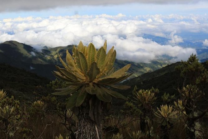 Discover Frailejones in Los Nevados National Natural Park (2 Days) - Highlights of the Park