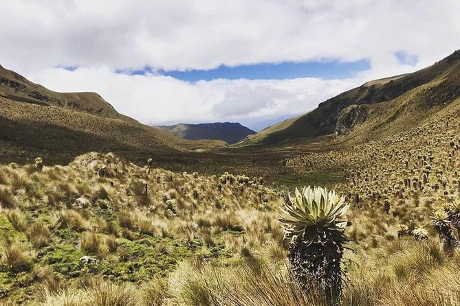 Discover Frailejones in Los Nevados National Natural Park (2 Days) - Frailejones: Unique Andean Flora
