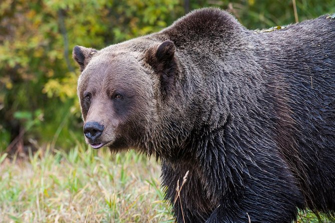 Discover Grizzly Bears From Banff - Spiral Tunnels and Gondola Ride
