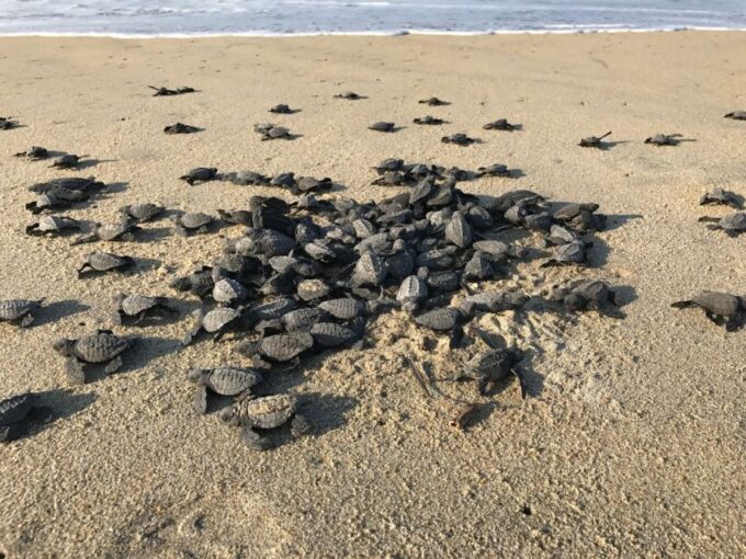Discover Huatulco: Beach, Flavors, and More - Frequently Asked Questions