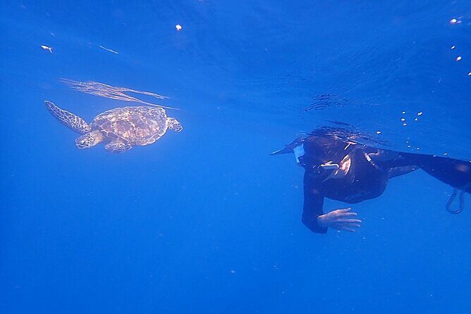 Discover Ishigaki's Hidden Treasures Snorkeling Tour at BlueCave - Exploring the BlueCave Snorkeling Tour in Ishigaki: An Honest Review