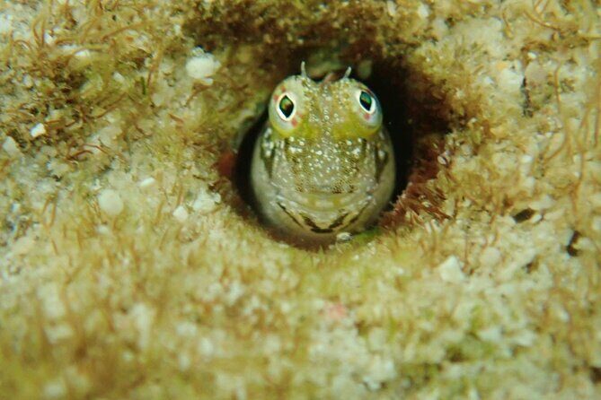 Discover Ishigaki's Hidden Treasures Snorkeling Tour at BlueCave - Authentic Experiences Carved Out by Reviewers