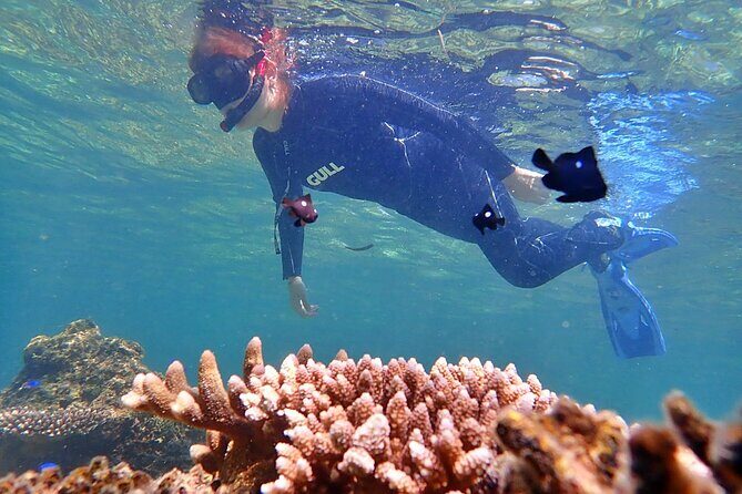 Discover Ishigaki's Hidden Treasures Snorkeling Tour at BlueCave - Analyzing the Value