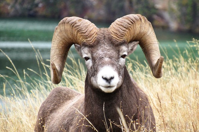 Discover Jasper and Its Wildlife - Ensuring Wildlife Safety