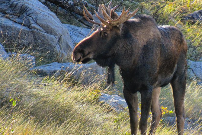 Discover Jasper and Its Wildlife - Whats Included in the Tour