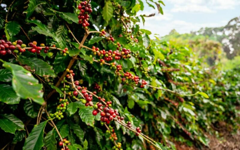 Discover Lempuyang Tour - Coffee Plantation Tour