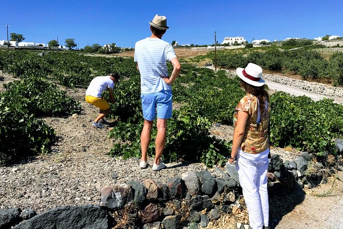 Discover Local Santorini Wine & Tasting - Explore Authentic Santorini Wineries