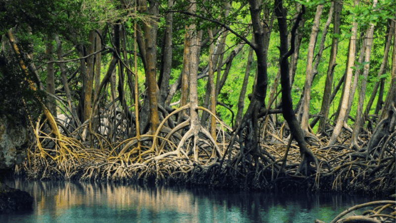 Discover Los Haitises National Park With Delicious Lunch - Key Points