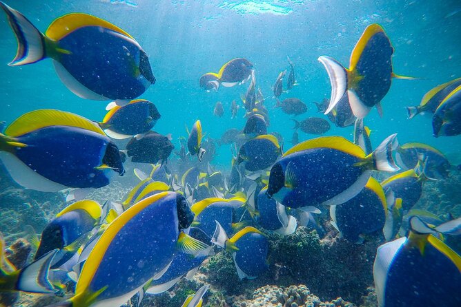 Discover Maafushi in 4 Nights 5 Days (Tour B) - Snorkeling Equipment