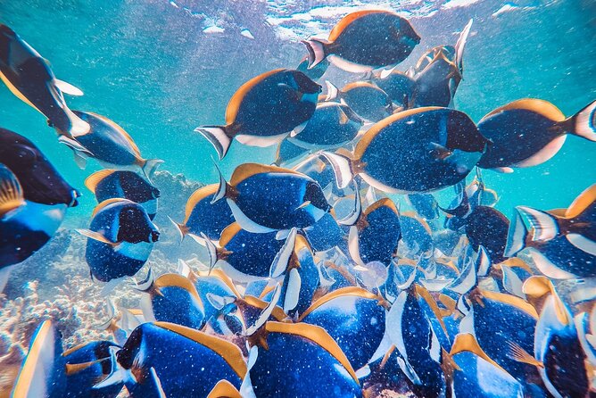 Discover Maafushi in 4 Nights 5 Days (Tour B) - Reviews