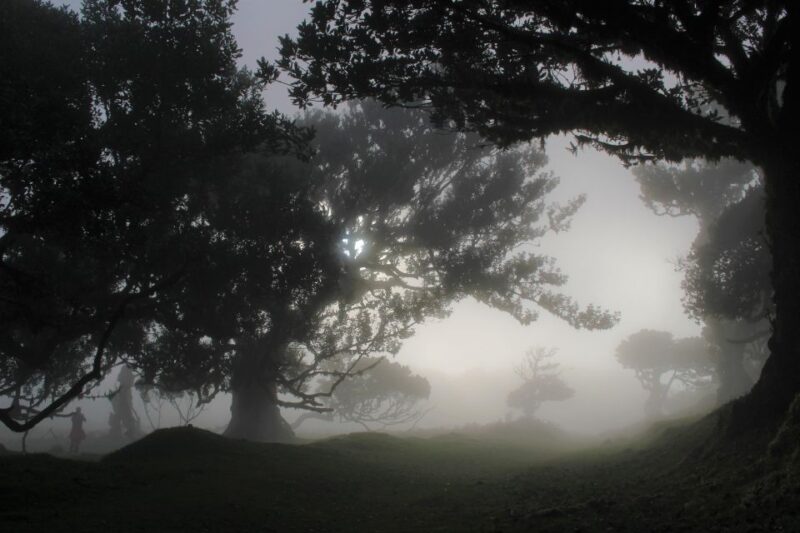 Discover Madeiras Idyllic Hikes & Beauty on Foot & Wheels! - Hike Customization and Skill Levels