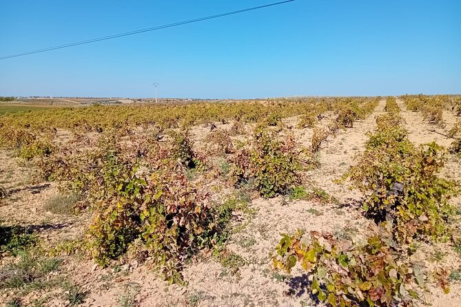 Discover Madrid's Best: Exclusive Wine Tour & Tastings Await! - Tour Overview