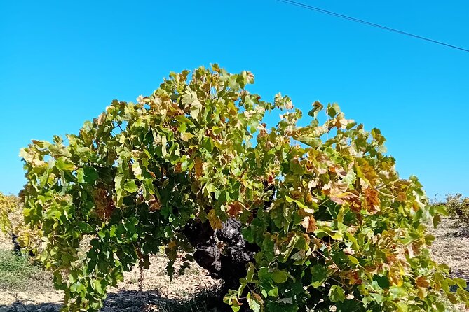 Discover Madrid's Best: Exclusive Wine Tour & Tastings Await! - Inclusions
