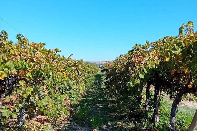 Discover Madrid's Best: Exclusive Wine Tour & Tastings Await! - Taste Exquisite Wines