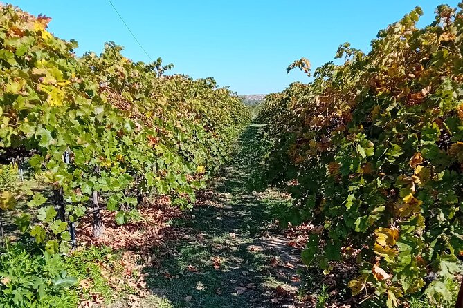 Discover Madrid's Best: Exclusive Wine Tour & Tastings Await! - Memorable Experiences