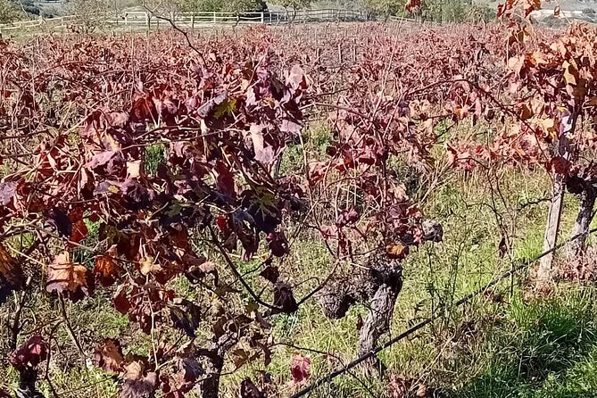 Discover Madrid's Hidden DO: Exclusive Winery Tour & Tasting - Discovering the Regions Terroir