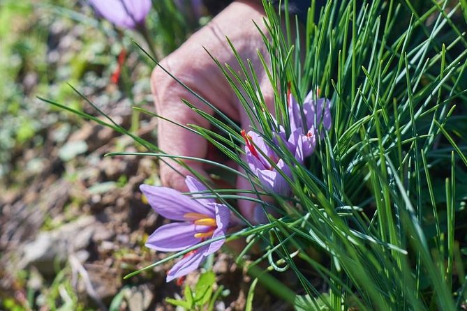 Discover Montalcino Through Its Best Productions: Brunello & Saffron!! - Pairing Brunello and Saffron