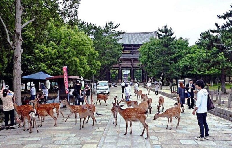 Discover Nara, Kiyozumi-Dera & Fushimi Inari From Osaka - Key Points