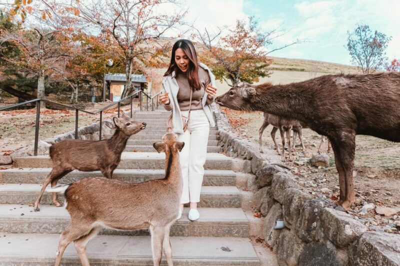 Discover Nara, Kiyozumi-Dera & Fushimi Inari From Osaka - Marveling at the Splendor of Kiyomizu-dera Temple