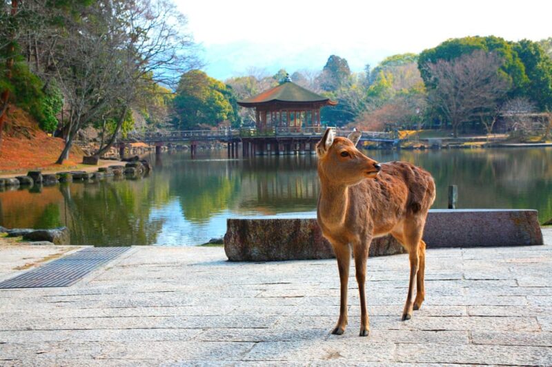Discover Nara, Kiyozumi-Dera & Fushimi Inari From Osaka - Wandering Through the Historic Streets of Sannenzaka