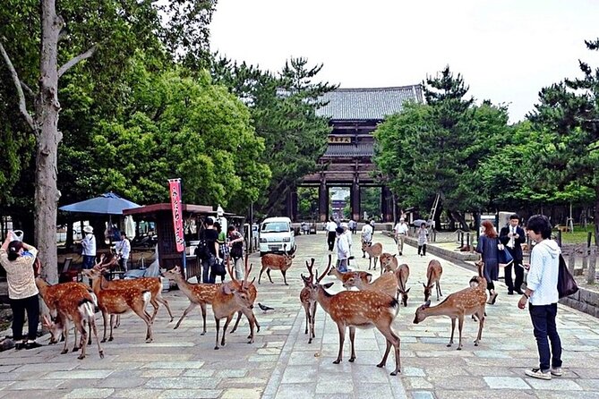 Discover Nara Park, Kyoto Highlights and Fushimi Inari From Osaka - Tour Pricing and Cancellation Policy
