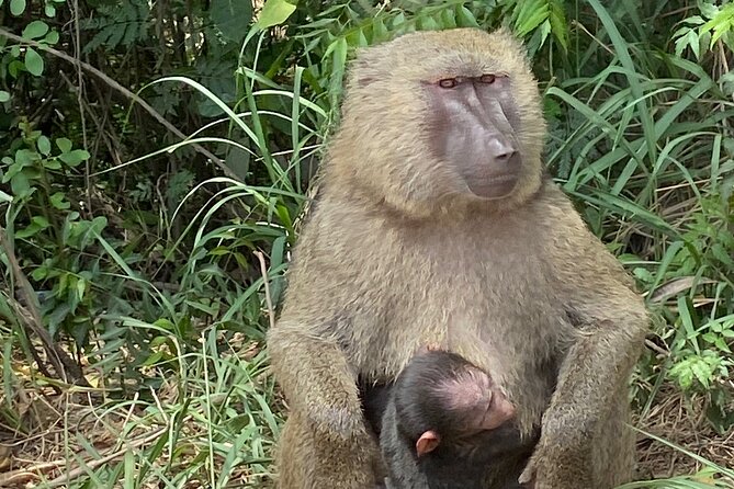 Discover Nature at Shai Hills and Akosombo: Wild Animals, Caves & Volta Lake - Enjoying the Views of Lake Volta