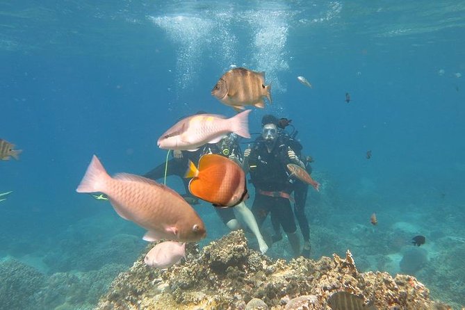 Discover Nha Trang Bay With Scuba Diving Tour - Pickup and Meeting Information