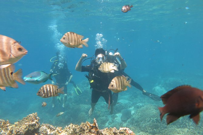 Discover Nha Trang Bay With Scuba Diving Tour - Customer Reviews and Feedback