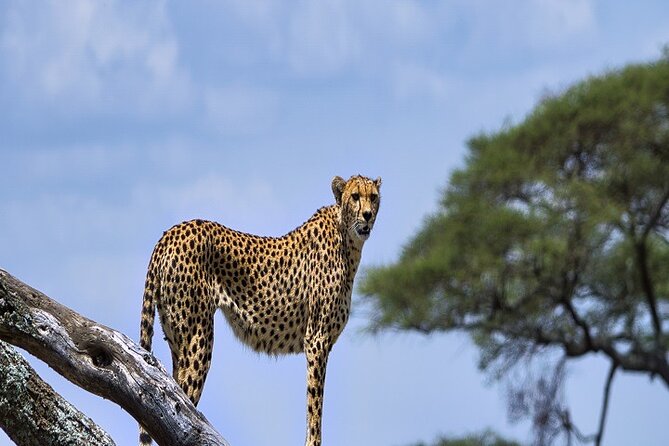 Discover Our Best Guide for 1-Day Serengeti Safari From Mwanza - Overview of the Safari Experience