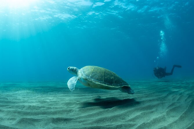 Discover PADI Scuba Diving in the Area of Tortugas in Playa De Abades - Inclusions