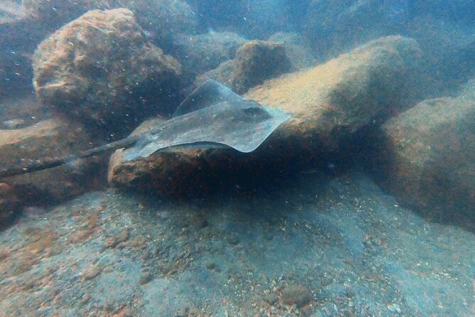 Discover PADI Scuba Diving in the Area of Tortugas in Playa De Abades - Health and Safety