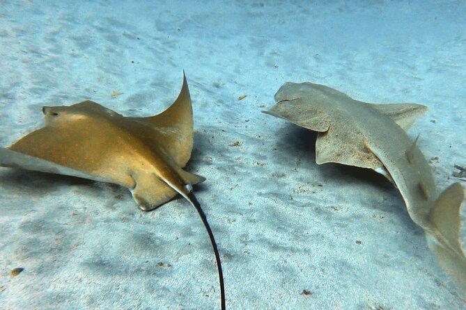 Discover PADI Scuba Diving in the Area of Tortugas in Playa De Abades - Booking Details