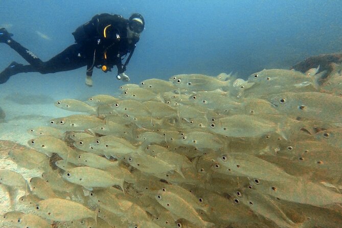 Discover PADI Scuba Diving in the Area of Tortugas in Playa De Abades - Experience in Tenerife, Spain