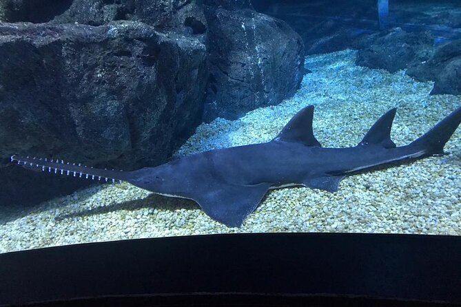 Discover Pattaya Underwater World With FREE Hotel Pickup - Good To Know