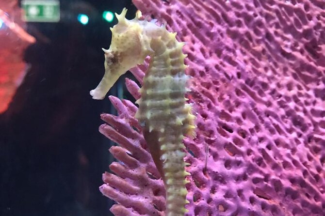 Discover Pattaya Underwater World With FREE Hotel Pickup - Convenient Hotel Pickup and Dropoff