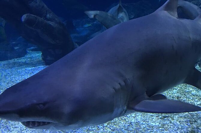 Discover Pattaya Underwater World With FREE Hotel Pickup - Sum Up