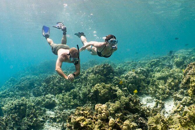Discover Pawai Afternoon Reef Snorkel - Key Points