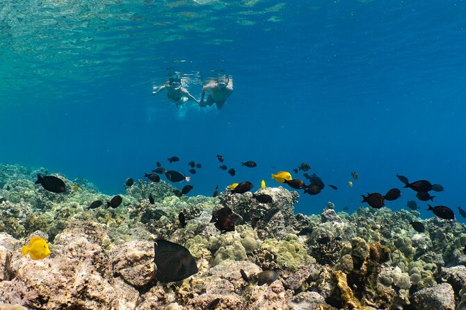 Discover Pawai Afternoon Reef Snorkel - Discover the Big Islands Beauty