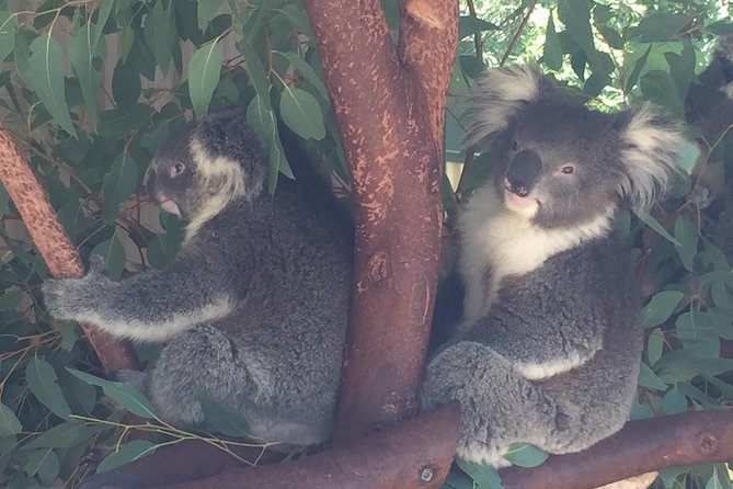 Discover Perth Full Day Tour - Wildlife Encounters