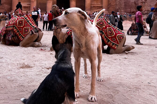 Discover Petra Hidden Gems - Discover Petra Beyond the Classics