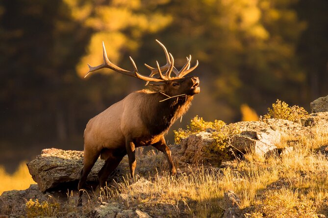 Discover Rocky Mountain National Park - Picnic Lunch Included - Lily Lake, Estes Park, and Stanley Hotel