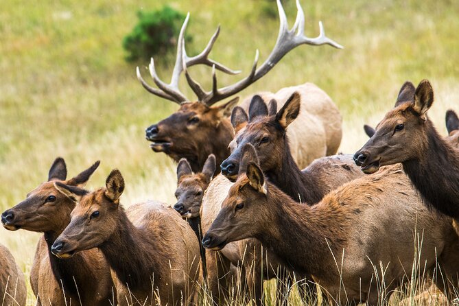 Discover Rocky Mountain National Park - Picnic Lunch Included - Flexible Cancellation Policy
