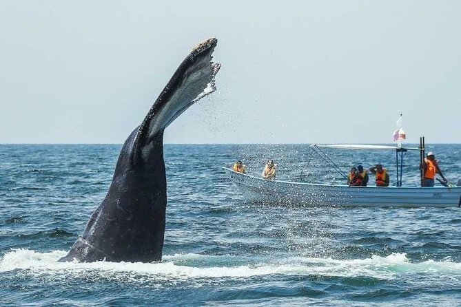 Discover Samana, Bacardi Island, the Limon Waterfall and the Whales - Traveler Reviews