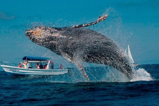 Discover Samana, Bacardi Island, the Limon Waterfall and the Whales - Booking Your Stay